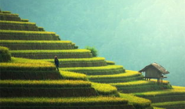 麦麻豆,探寻传统美食与现代生活的完美融合